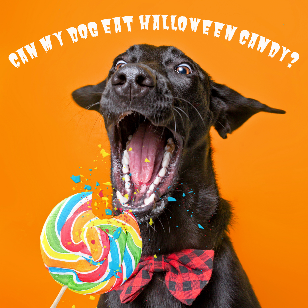 Can My Dog Eat My Halloween Candy