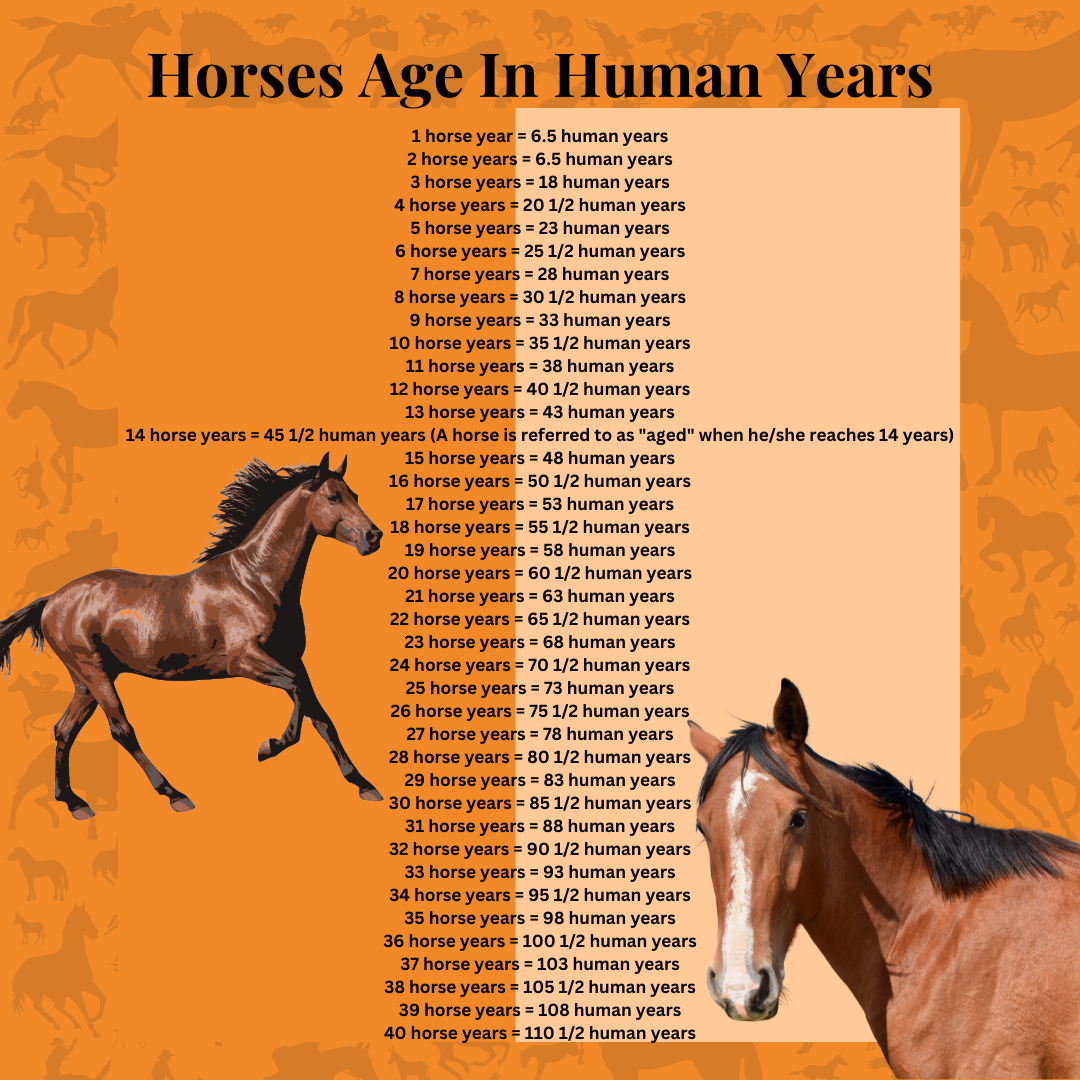 How Old Is Your Horse In Human Years? This Is Crazy!!!