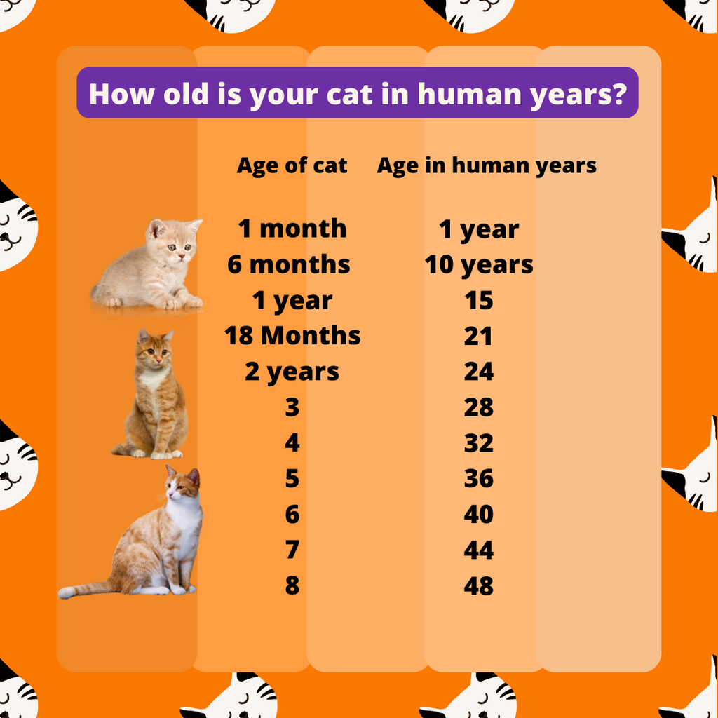 14 year old cat in store human years