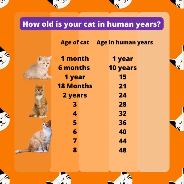 How old in human years is a 15 year old cat 2025