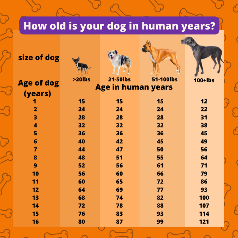 How Old Is Your Dog In Human Years? - Piccard Pet Supplies