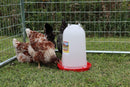 Little Giant Plastic Poultry Chicken Drinker 3 Gallon