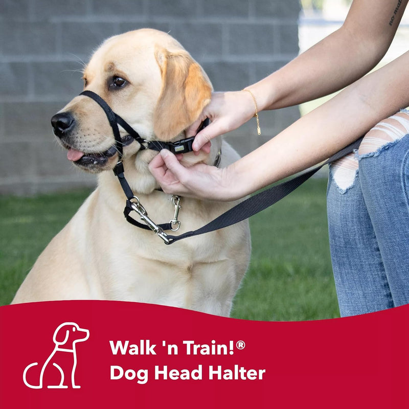 Coastal Pet Walk 'n Train Dog Head Halter Black, LG