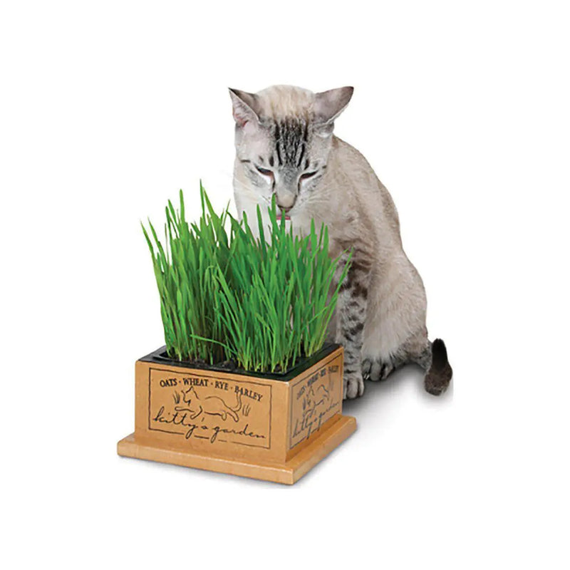 SmartCat Kitty's Natural Seeds Garden Refill 3-Pack SmartCat
