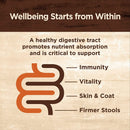 Wellness Core Digestive Health Chicken Pate Wet Cat Food 3 oz. Wellness Natural Pet Food