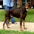 Dog Halter Non-Pull No-Choke Humane Pet Training Halter XL Sporn
